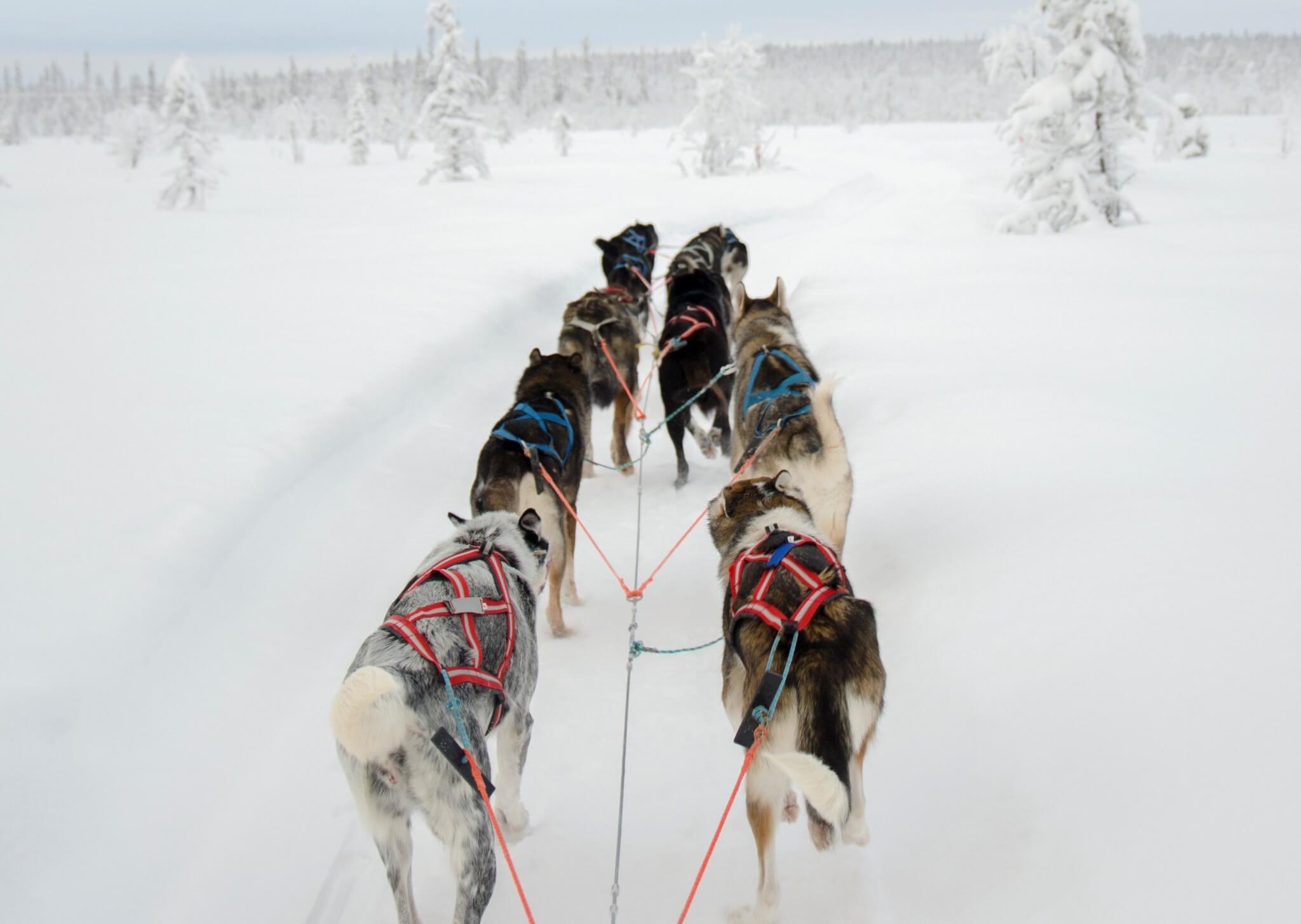 Dog sled